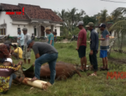 Kepala Desa Panggung Jaya Pantau Penyembelihan Hewan Qurban
