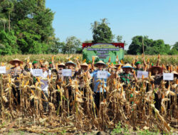 Pemkab Lampung Selatan Dukung Swasembada Jagung Nasional Dengan Menggelar Panen Raya